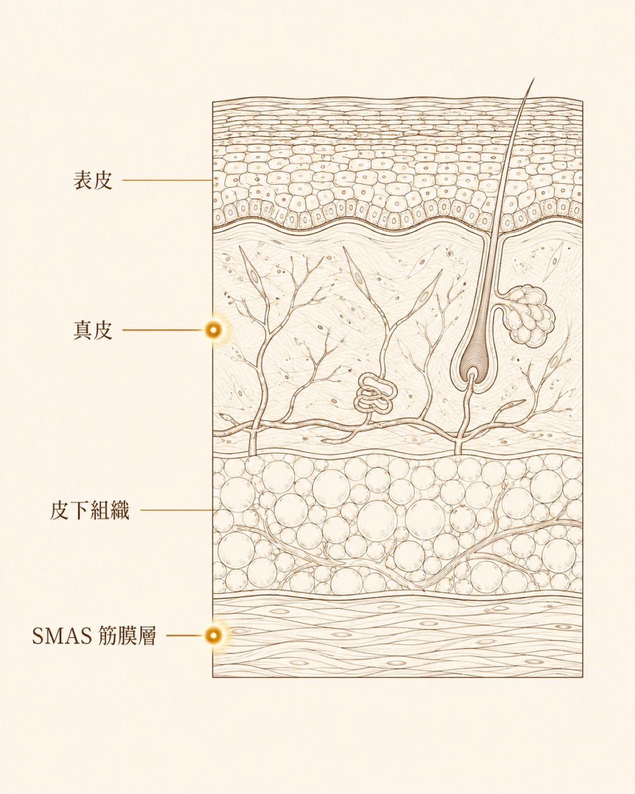 Lift Map 皮膚層解剖示意圖